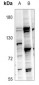 Anti-GPR97 Antibody